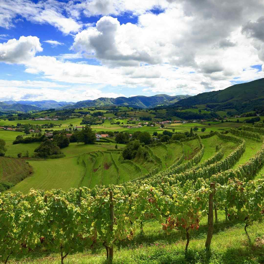 Irouleguy wijn | Wijnbouwgebied in het noorden van Baskenland aan de voet van de Pyreneeën
