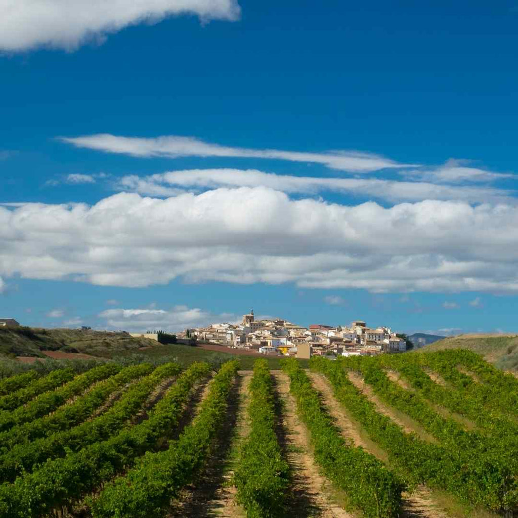 Navarra wijn | Spaanse Baskische provincie die kwaliteitswijn produceert