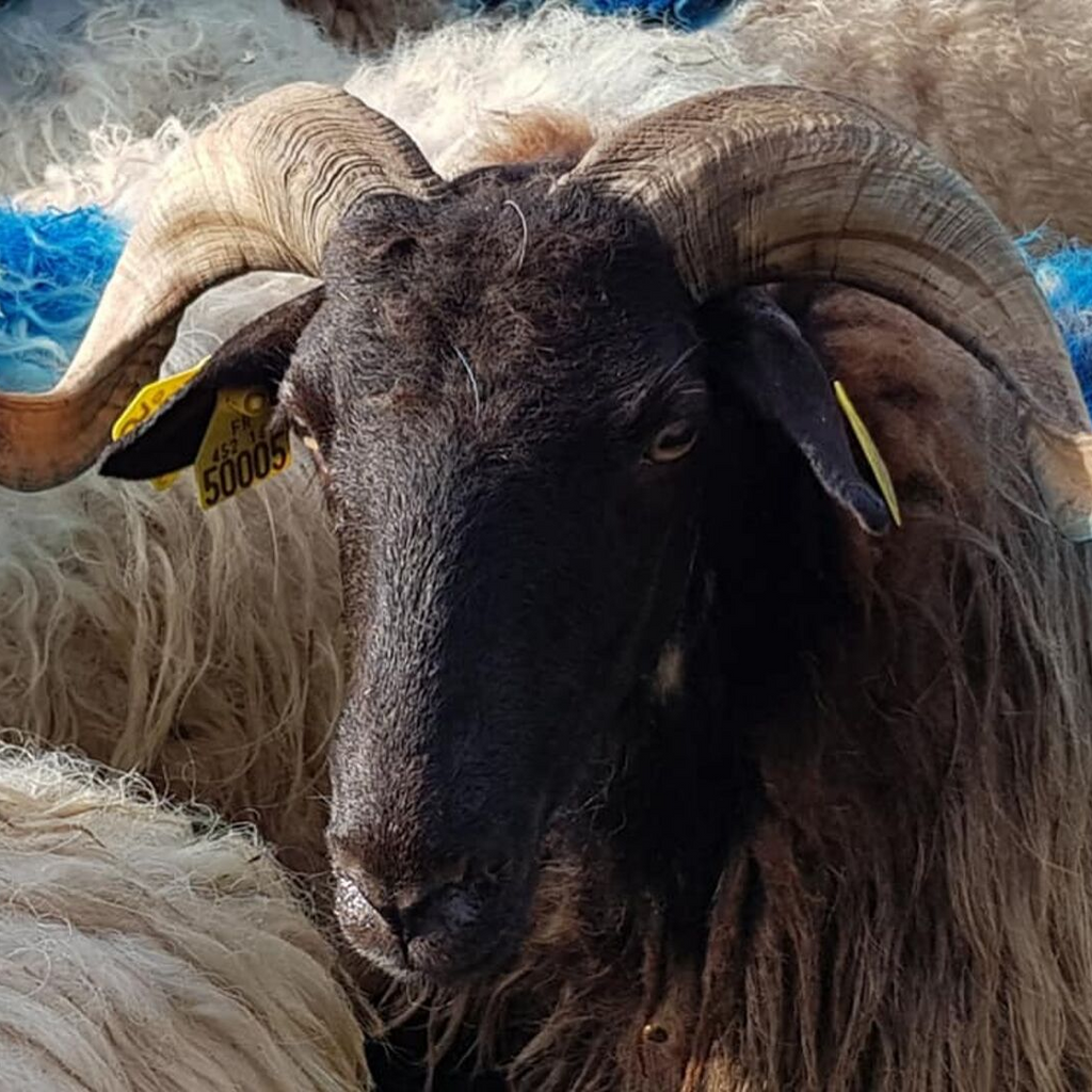 Puur biologische schapenkaas - BOB Ossau Iraty - 815g ca. by Ferme BIOTZEKO - La Bastide-Clairence / Basse Navarre - Pays-Basque - FRESKOA STORE