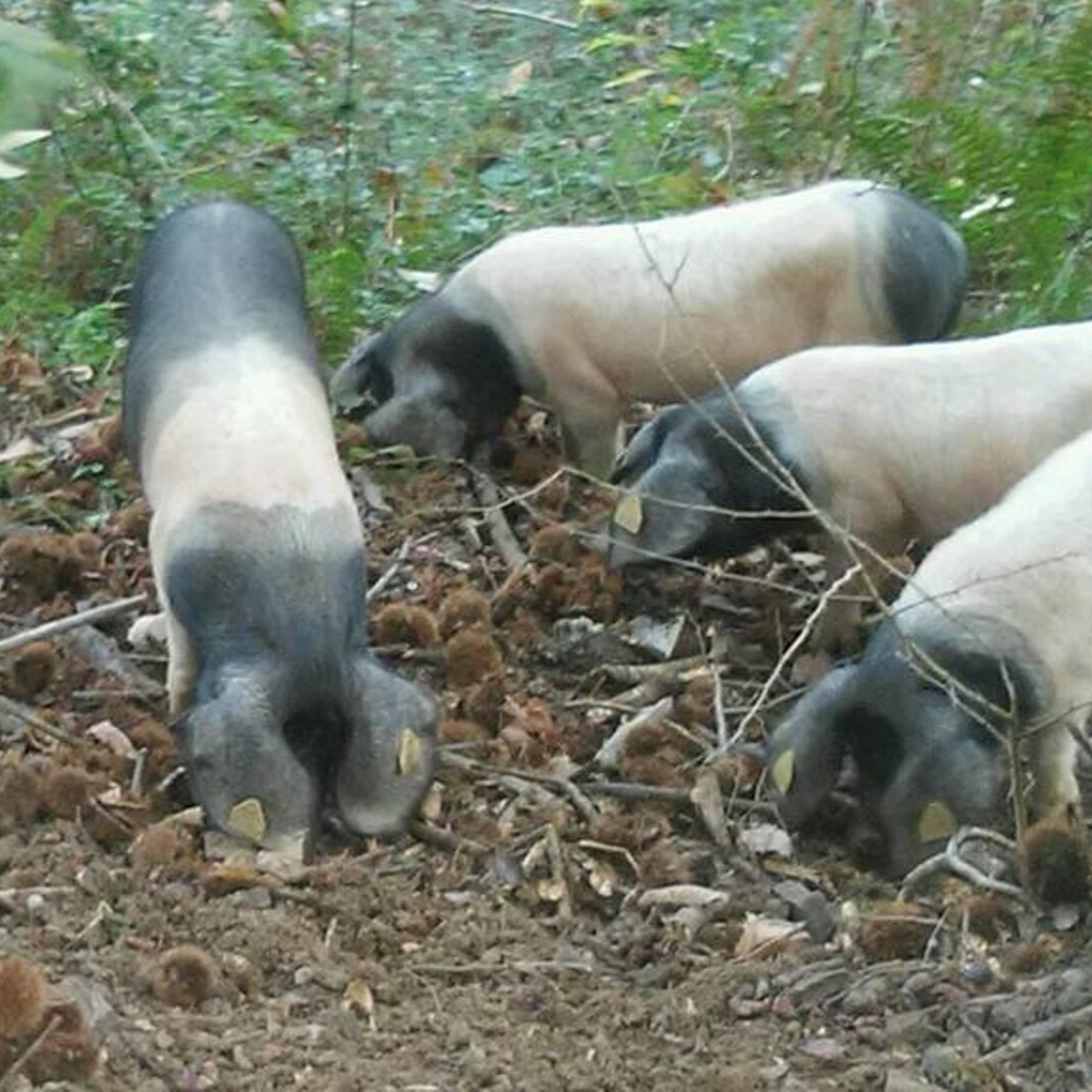 Baskisches Bio-Schweinefleisch von Ferme BIOTZEKO - La Bastide-Clairence / Basse Navarre - Die Niederlande - FRESKOA STORE