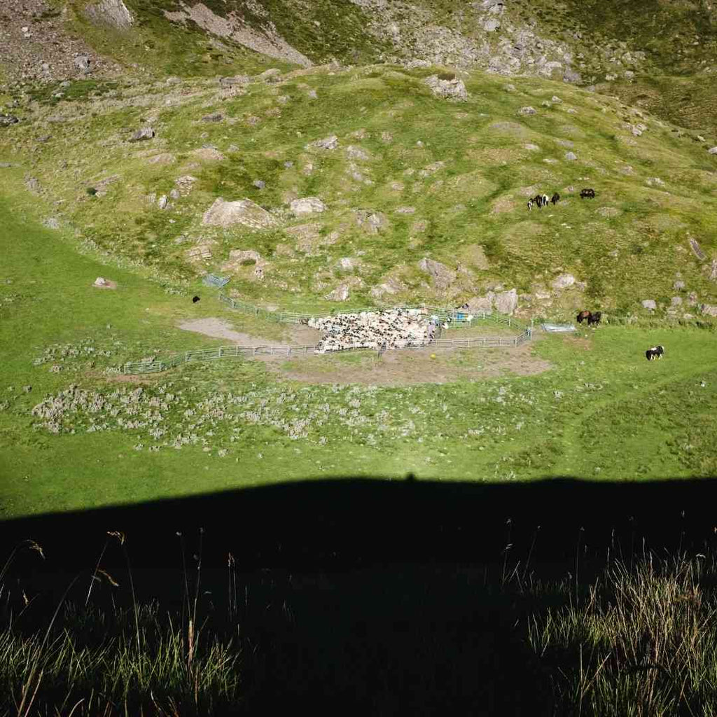 Sommerkäse, schwarzköpfiges Manex-Schaf in den Bergen